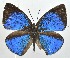  ( - MLIB-2332)  @11 [ ] CreativeCommons - Attribution Non-Commercial Share-Alike (2018) Michel Libert Centre for Biodiversity Genomics