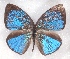  ( - MLIB-2334)  @11 [ ] CreativeCommons - Attribution Non-Commercial Share-Alike (2018) Michel Libert Centre for Biodiversity Genomics