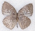  ( - MLIB-2334)  @11 [ ] CreativeCommons - Attribution Non-Commercial Share-Alike (2018) Michel Libert Centre for Biodiversity Genomics