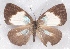  ( - MLIB-2342)  @11 [ ] CreativeCommons - Attribution Non-Commercial Share-Alike (2018) Michel Libert Centre for Biodiversity Genomics