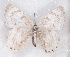  ( - MLIB-2351)  @11 [ ] CreativeCommons - Attribution Non-Commercial Share-Alike (2018) Michel Libert Centre for Biodiversity Genomics