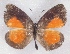  (Liptena lualaba - MLIB-2362)  @11 [ ] CreativeCommons - Attribution Non-Commercial Share-Alike (2018) Michel Libert Centre for Biodiversity Genomics