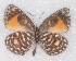  ( - MLIB-2362)  @11 [ ] CreativeCommons - Attribution Non-Commercial Share-Alike (2018) Michel Libert Centre for Biodiversity Genomics