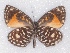  ( - MLIB-2363)  @11 [ ] CreativeCommons - Attribution Non-Commercial Share-Alike (2018) Michel Libert Centre for Biodiversity Genomics