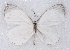  ( - MLIB-2371)  @11 [ ] CreativeCommons - Attribution Non-Commercial Share-Alike (2018) Michel Libert Centre for Biodiversity Genomics