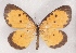  (Pentila clarensis - MLIB-2382)  @11 [ ] CreativeCommons - Attribution Non-Commercial Share-Alike (2018) Michel Libert Centre for Biodiversity Genomics