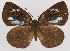  ( - MLIB-2386)  @11 [ ] CreativeCommons - Attribution Non-Commercial Share-Alike (2018) Michel Libert Centre for Biodiversity Genomics