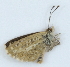  ( - MLIB-2394)  @11 [ ] CreativeCommons - Attribution Non-Commercial Share-Alike (2018) Michel Libert Centre for Biodiversity Genomics