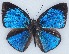  ( - MLIB-2412)  @11 [ ] CreativeCommons - Attribution Non-Commercial Share-Alike (2018) Michel Libert Centre for Biodiversity Genomics