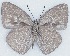  ( - MLIB-2412)  @11 [ ] CreativeCommons - Attribution Non-Commercial Share-Alike (2018) Michel Libert Centre for Biodiversity Genomics