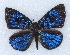  ( - MLIB-2421)  @11 [ ] CreativeCommons - Attribution Non-Commercial Share-Alike (2018) Michel Libert Centre for Biodiversity Genomics