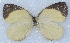  ( - MLIB-2429)  @11 [ ] CreativeCommons - Attribution Non-Commercial Share-Alike (2018) Michel Libert Centre for Biodiversity Genomics