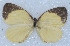  ( - MLIB-2430)  @11 [ ] CreativeCommons - Attribution Non-Commercial Share-Alike (2018) Michel Libert Centre for Biodiversity Genomics