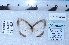  ( - MLIB-2437)  @11 [ ] CreativeCommons - Attribution Non-Commercial Share-Alike (2018) Michel Libert Centre for Biodiversity Genomics