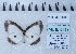  ( - MLIB-2438)  @11 [ ] CreativeCommons - Attribution Non-Commercial Share-Alike (2018) Michel Libert Centre for Biodiversity Genomics