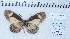  ( - MLIB-2452)  @11 [ ] CreativeCommons - Attribution Non-Commercial Share-Alike (2018) Michel Libert Centre for Biodiversity Genomics