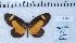  ( - MLIB-2453)  @11 [ ] CreativeCommons - Attribution Non-Commercial Share-Alike (2018) Michel Libert Centre for Biodiversity Genomics