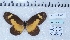  (Mimacraea telloides - MLIB-2454)  @11 [ ] CreativeCommons - Attribution Non-Commercial Share-Alike (2018) Michel Libert Centre for Biodiversity Genomics