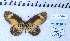  ( - MLIB-2454)  @11 [ ] CreativeCommons - Attribution Non-Commercial Share-Alike (2018) Michel Libert Centre for Biodiversity Genomics
