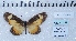  ( - MLIB-2457)  @11 [ ] CreativeCommons - Attribution Non-Commercial Share-Alike (2018) Michel Libert Centre for Biodiversity Genomics