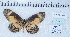  ( - MLIB-2458)  @11 [ ] CreativeCommons - Attribution Non-Commercial Share-Alike (2018) Michel Libert Centre for Biodiversity Genomics