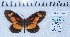  (Mimacraea krausei - MLIB-2459)  @11 [ ] CreativeCommons - Attribution Non-Commercial Share-Alike (2018) Michel Libert Centre for Biodiversity Genomics