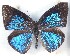  ( - MLIB-2501)  @11 [ ] CreativeCommons - Attribution Non-Commercial Share-Alike (2019) Michel Libert Centre for Biodiversity Genomics