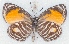  ( - MLIB-2530)  @11 [ ] CreativeCommons - Attribution Non-Commercial Share-Alike (2019) Michel Libert Centre for Biodiversity Genomics