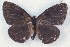  ( - MLIB-2531)  @11 [ ] CreativeCommons - Attribution Non-Commercial Share-Alike (2019) Michel Libert Centre for Biodiversity Genomics