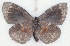  ( - MLIB-2531)  @11 [ ] CreativeCommons - Attribution Non-Commercial Share-Alike (2019) Michel Libert Centre for Biodiversity Genomics