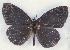  (Obania orubrum - MLIB-2532)  @11 [ ] CreativeCommons - Attribution Non-Commercial Share-Alike (2019) Michel Libert Centre for Biodiversity Genomics