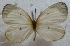  ( - MLIB-2540)  @11 [ ] CreativeCommons - Attribution Non-Commercial Share-Alike (2019) Michel Libert Centre for Biodiversity Genomics