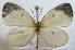  ( - MLIB-2541)  @11 [ ] CreativeCommons - Attribution Non-Commercial Share-Alike (2019) Michel Libert Centre for Biodiversity Genomics