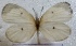  ( - MLIB-2541)  @11 [ ] CreativeCommons - Attribution Non-Commercial Share-Alike (2019) Michel Libert Centre for Biodiversity Genomics
