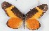  (Mimacraea fulvaria - MLIB-2580)  @11 [ ] CreativeCommons - Attribution Non-Commercial Share-Alike (2019) Michel Libert Centre for Biodiversity Genomics