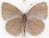  ( - MLIB-2610)  @11 [ ] by-nc-na (2020) Michel Libert Centre for Biodiversity Genomics