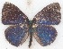  ( - MLIB-2611)  @11 [ ] by-nc-na (2020) Michel Libert Centre for Biodiversity Genomics