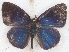  ( - MLIB-2612)  @11 [ ] by-nc-na (2020) Michel Libert Centre for Biodiversity Genomics