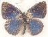  ( - MLIB-2613)  @11 [ ] by-nc-na (2020) Michel Libert Centre for Biodiversity Genomics