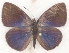  (Epitolina dispar - MLIB-2614)  @11 [ ] by-nc-na (2020) Michel Libert Centre for Biodiversity Genomics