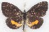  ( - MLIB-2635)  @11 [ ] by-nc-na (2020) Michel Libert Centre for Biodiversity Genomics