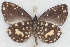  ( - MLIB-2635)  @11 [ ] by-nc-na (2020) Michel Libert Centre for Biodiversity Genomics
