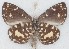  ( - MLIB-2636)  @11 [ ] by-nc-na (2020) Michel Libert Centre for Biodiversity Genomics