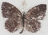  ( - MLIB-2637)  @11 [ ] by-nc-na (2020) Michel Libert Centre for Biodiversity Genomics
