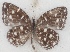  ( - MLIB-2637)  @11 [ ] by-nc-na (2020) Michel Libert Centre for Biodiversity Genomics