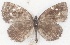  ( - MLIB-2638)  @11 [ ] by-nc-na (2020) Michel Libert Centre for Biodiversity Genomics