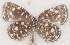  ( - MLIB-2638)  @11 [ ] by-nc-na (2020) Michel Libert Centre for Biodiversity Genomics