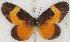  (Mimacraea paragora - MLIB-2640)  @11 [ ] by-nc-na (2020) Michel Libert Centre for Biodiversity Genomics