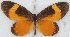  ( - MLIB-2641)  @11 [ ] by-nc-na (2020) Michel Libert Centre for Biodiversity Genomics