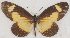  ( - MLIB-2642)  @11 [ ] by-nc-na (2020) Michel Libert Centre for Biodiversity Genomics